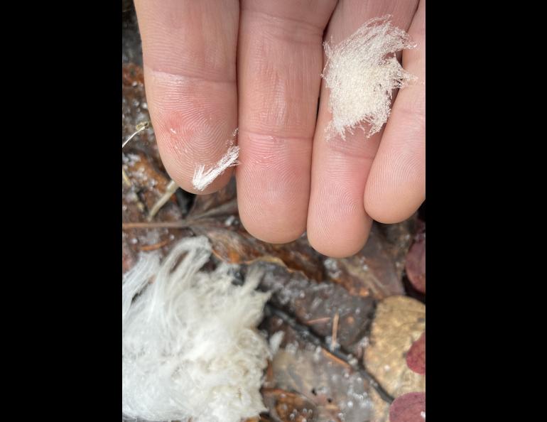 “Hair ice” melts once it comes in contact with a surface warmer than freezing. Photo by Ned Rozell.