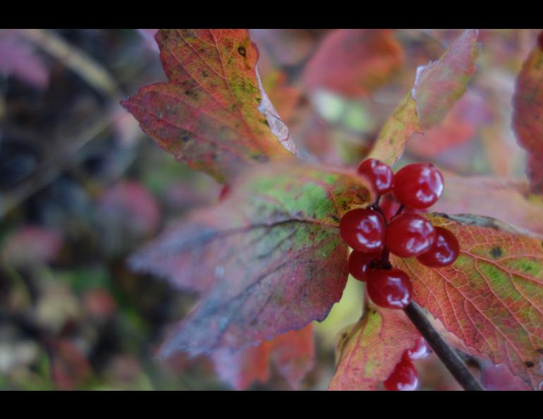 Highbush cranberry, which emits a musty smell in autumn. Photo by Ned Rozell.