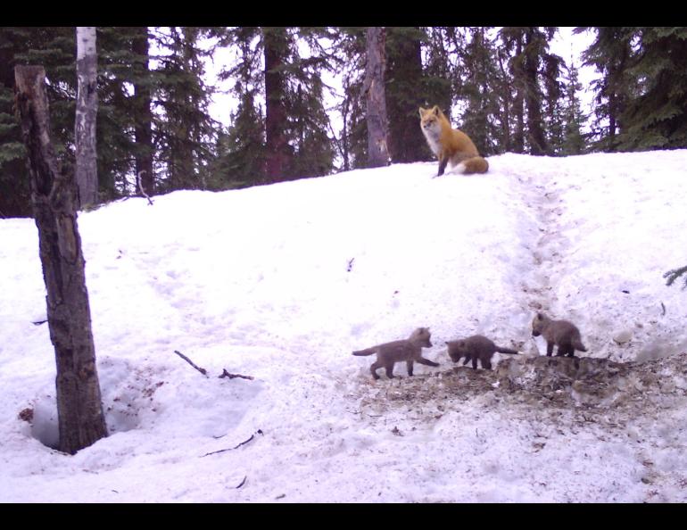 Three fox kits emerge from their birthing den while a parent fox watches from above in Interior Alaska. Photo by Ned.