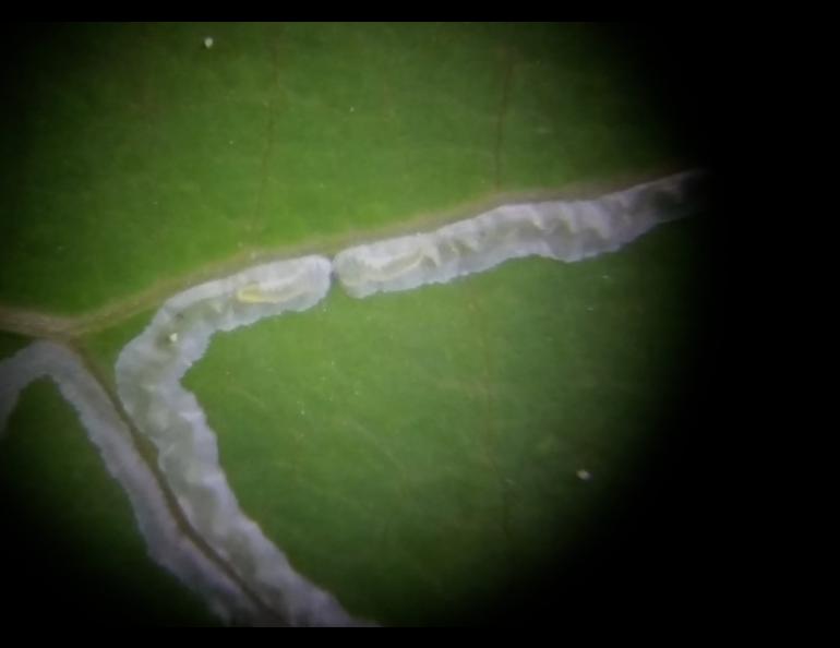  Two larvae of the aspen leaf miner progress toward a meeting, and probably a battle, within an aspen leaf under magnification. Photo by Pat Doak.