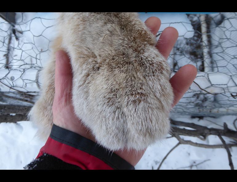 The paw of an anesthetized female lynx trapped north of the Arctic Circle that weighed 22 pounds. Photo by Ned Rozell.