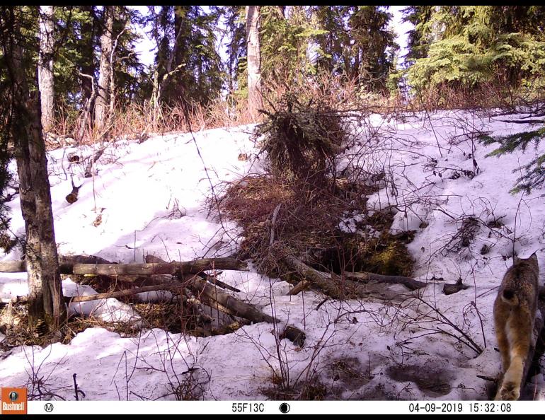 A lynx caught on trail camera. Photo by Ned Rozell.