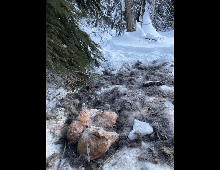 The remains of a moose calf lie on the snow in a valley north of Goldstream Creek near Fairbanks on Jan. 8, 2022. It had died following December's deep snows and freezing rain. Within a few days, wolves found and ate it, leaving nothing but the stomach, the pelvic bones and hair. Photo by S. Bishop.