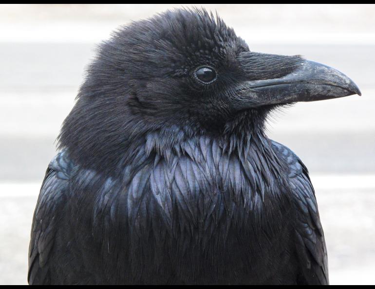 A raven scans the horizon. Ravens are one of several animals known to gather together when resting at night. Photo by Ned Rozell.