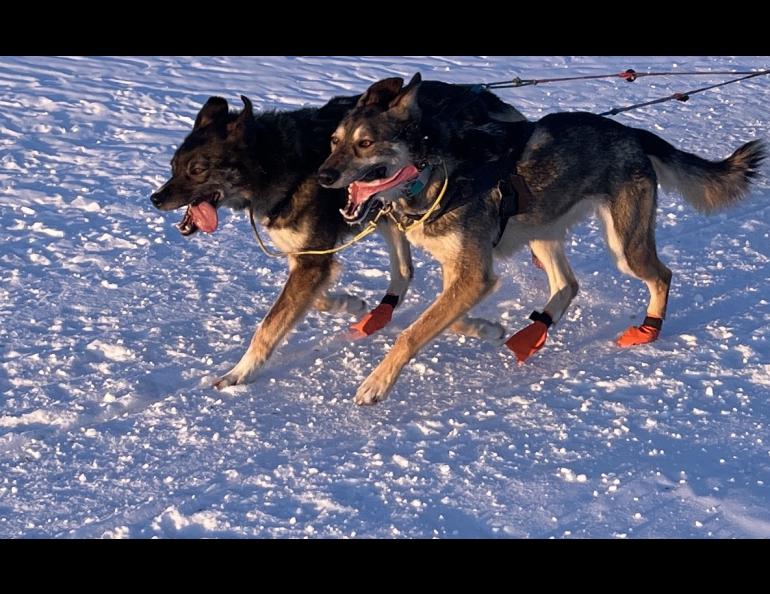 Two sled dogs in a team driven by musher Alison Lifka begin a trip to Fairbanks after following a trail to Minto Flats from the village of Minto. Photo by Ned Rozell.