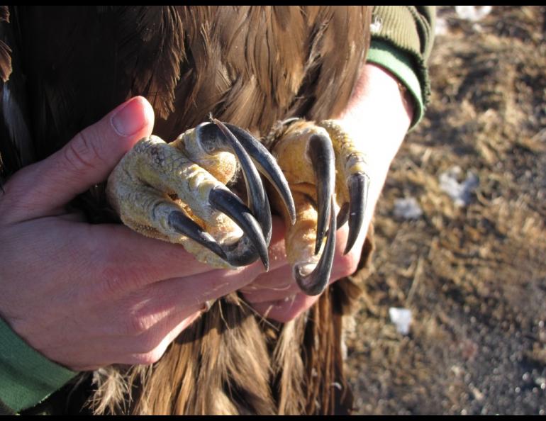 The talons of a golden eagle that biologists captured near Gunsight Mountain, between Palmer and Glennallen. Photo by Chris Barger.