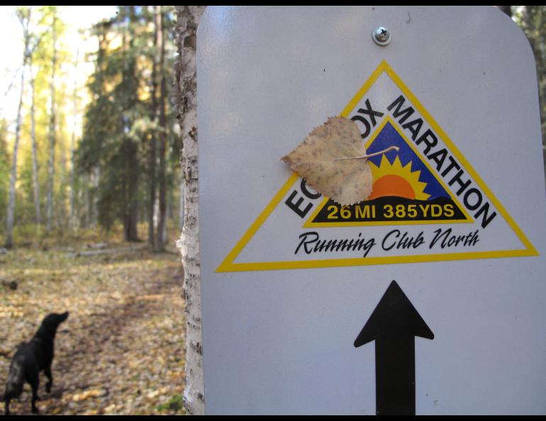 A birch leaf sticks to a trail marker for the Equinox Marathon. Photo by Ned Rozell.
