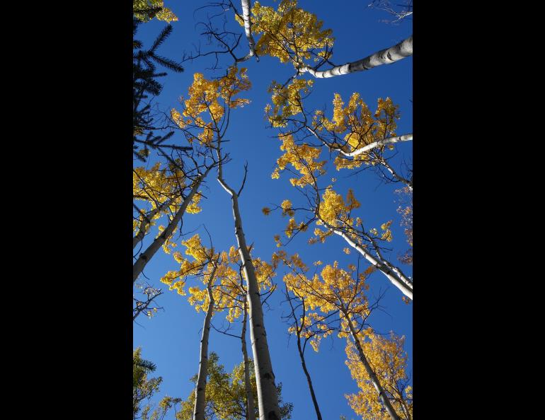 Native aspen trees show their colors on the UAF campus during a recent September. Photo by Ned Rozell.