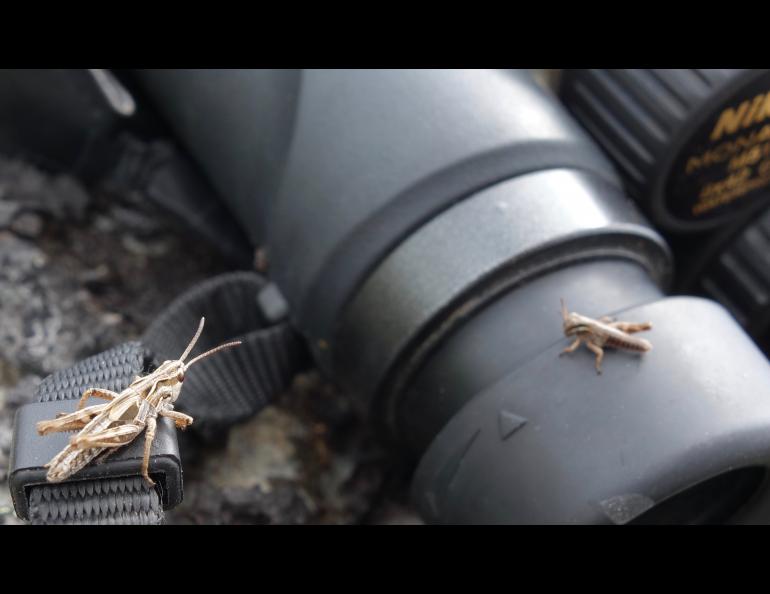 Alaska insects, like those all over North America, have not shown signs of a recent decrease. Photos by Ned Rozell.