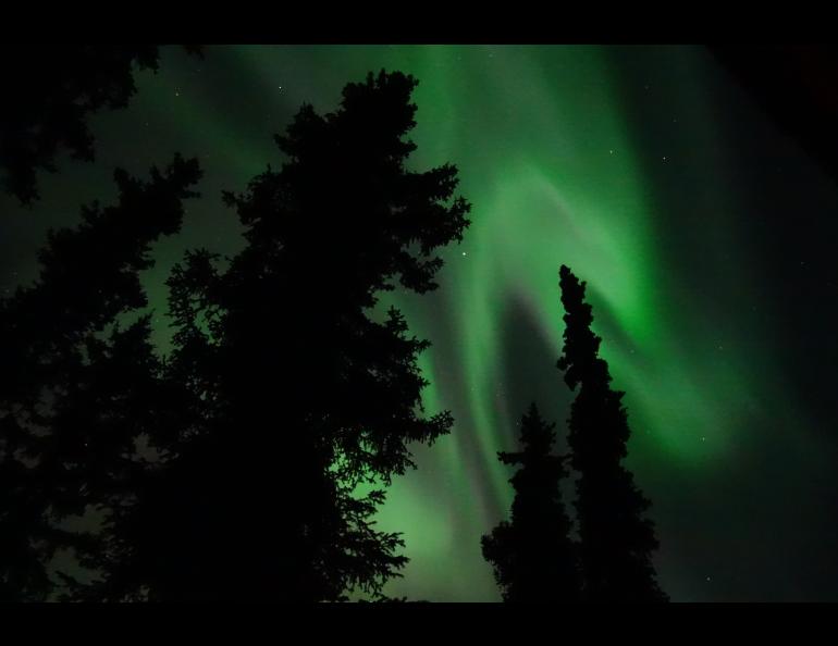 The aurora borealis over Fairbanks. To a large degree, the Geophysical Institute at the University of Alaska Fairbanks owes its existence to the aurora. Photo by Ned Rozell.