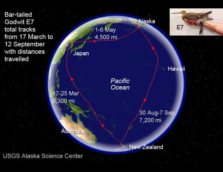 A map showing the path of a bar-tailed godwit in 2007. Image courtesy USGS Alaska Science Center.