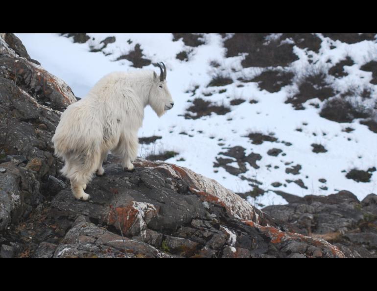 An adult male mountain goat scans the horizon near the Juneau Icefield. Photo by Kevin White.