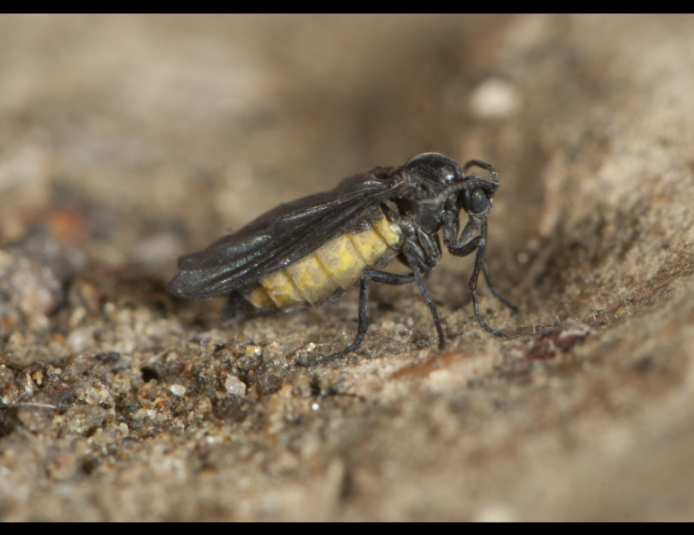 An adult female snakeworm gnat that scientists recently described as a new species found, so far, only in Alaska. Photo by Derek Sikes.