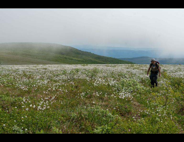 Alaska cotton refers to several species of cotton grass that grow in Alaska’s boggy areas, like the one Ned Rozell walks through here. Photo by Jay Cable.
