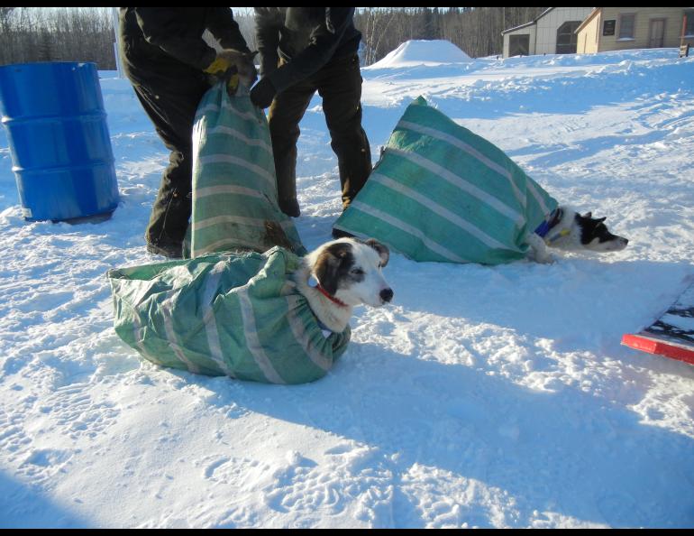 Dogs in burlap sacks on the snow