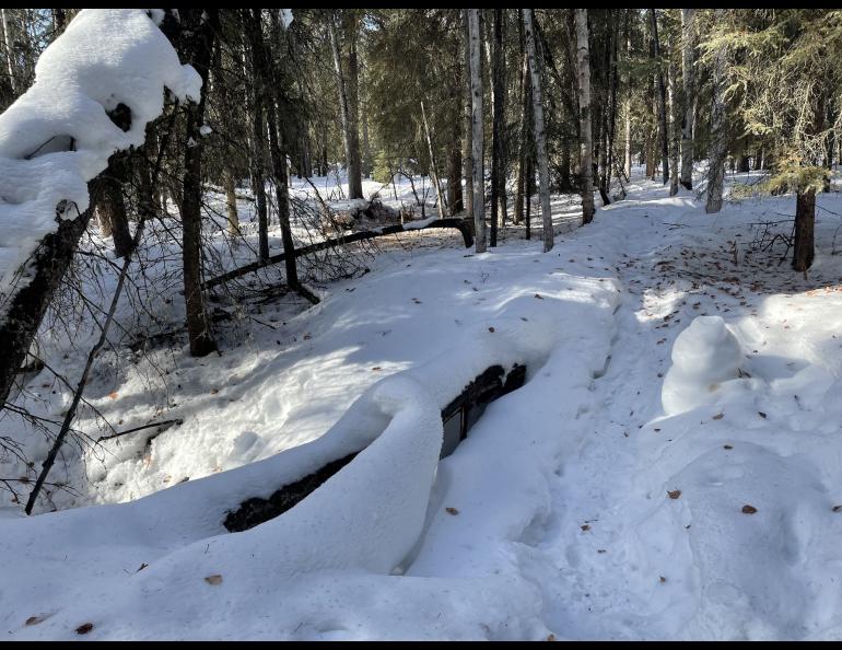 A frost chimney rises to the right of a trail through the woods on the UAF campus. The chimney formed in late winter 2024 as moist air rose from a hole in the ground. Photo by Ned Rozell.