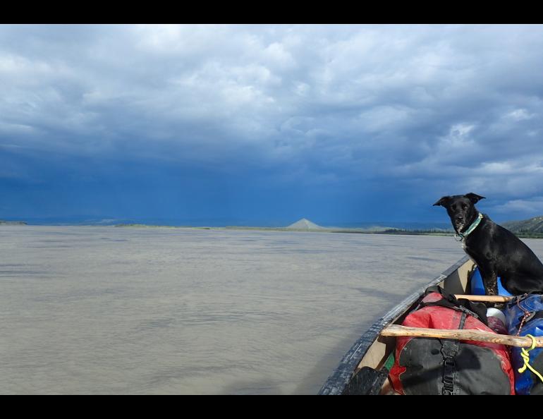 The author’s dog Cora rides a canoe on the Yukon River. Two-thirds of all the flowing water in Alaska makes its way into the Yukon. Photo by Ned Rozell.