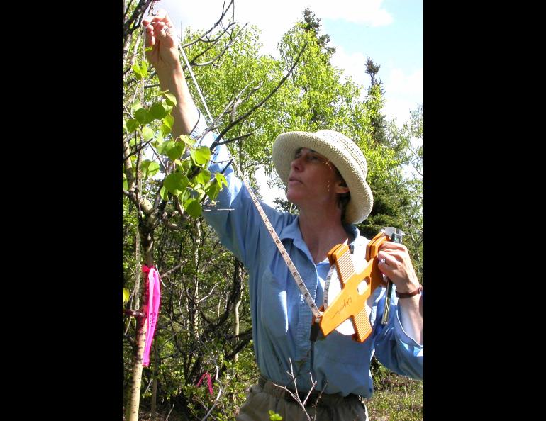 Biologist Diane Wagner measures an aspen tree during leaf miner research on Ester Dome near Fairbanks in 2005. Photo by Ned Rozell.