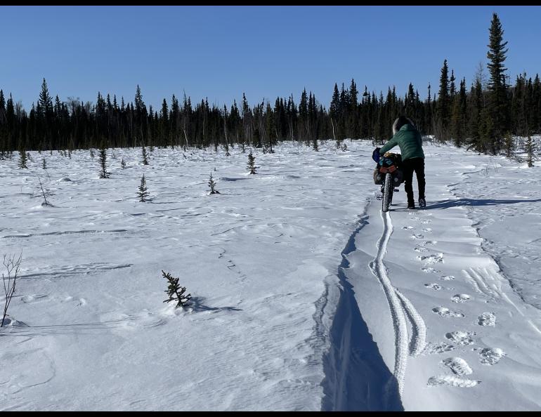 Forest Wagner pushes his fat bike on a drifted-in section of trail in Minto Flats State Game Refuge on March 25, 2026. Photo by Ned Rozell.