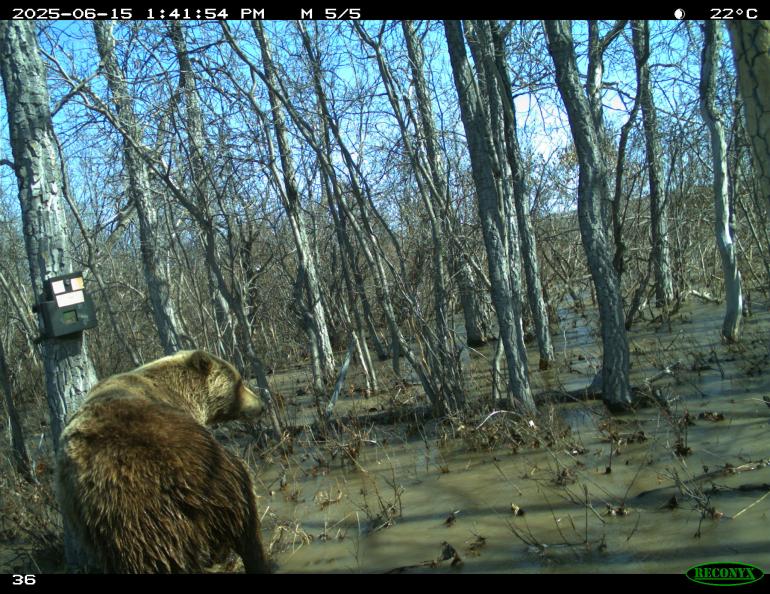 A grizzly bear uses a poplar for a scratching post in June 2025 along the Nanushuk River. Game camera footage courtesy of Tom Glass