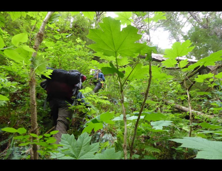 Scientists climb a steep hill through the rainforest of Southeast Alaska north of Lituya Bay. Photo by Ned Rozell.
