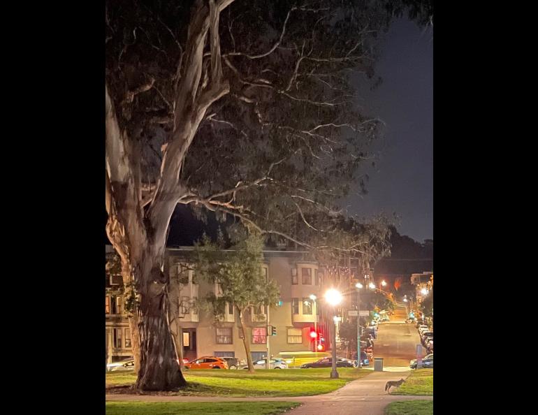A coyote roams the Panhandle section of Golden Gate Park at 10 p.m. on Dec. 15, 2023. Photo by Ned Rozell.