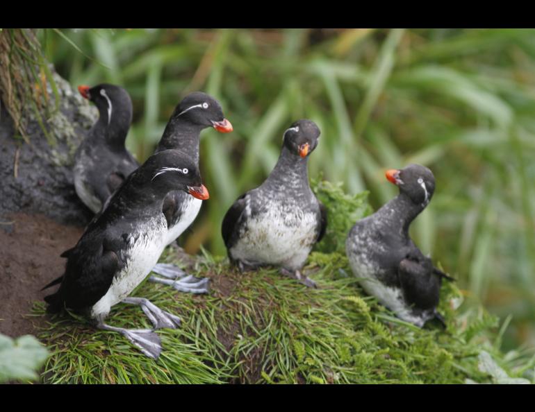 Parakeet auklets on a hillside of Buldir Island in the Aleutians. Photo by R. Dugan, U.S. Fish and Wildlife Service.