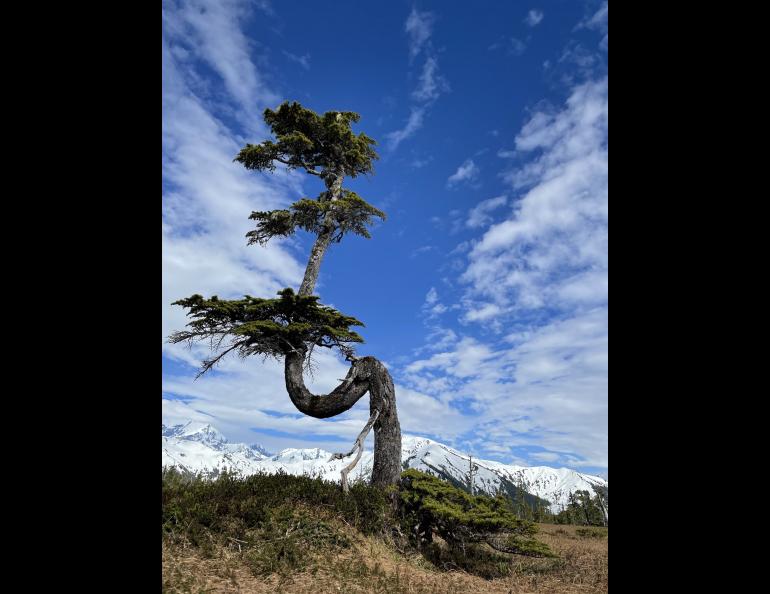 A mountain hemlock tree shaped by winter storms grows on the outer coast of Glacier Bay National Park. Photo by Ned Rozell.