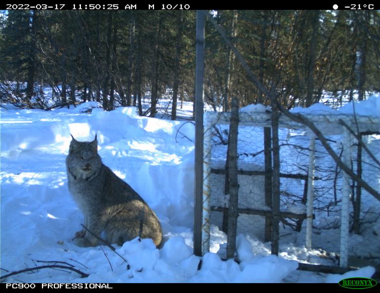 A lynx visits a live trap left open by ecologist Knut Kielland. Photo courtesy Knut Kielland.