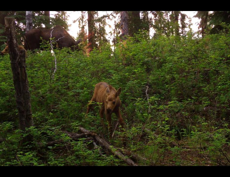 A baby moose wanders near a fox den during its first few days of existence with its mother and twin (above) in Interior Alaska.