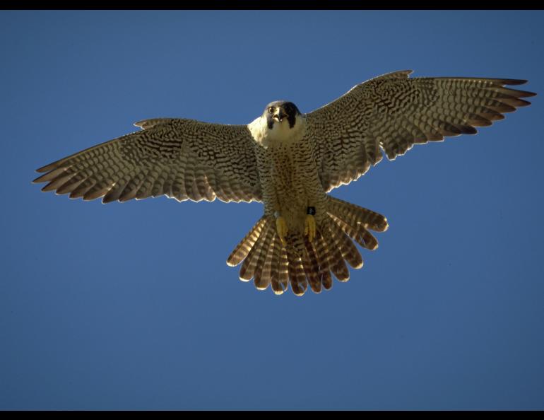 An adult peregrine falcon in flight over Alaska. Photo by Ted Swem.