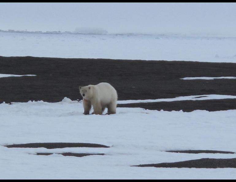 A polar bear stands near the meeting of land and sea ice north of Utqiaġvik in May 2010. Photo by Ned Rozell.