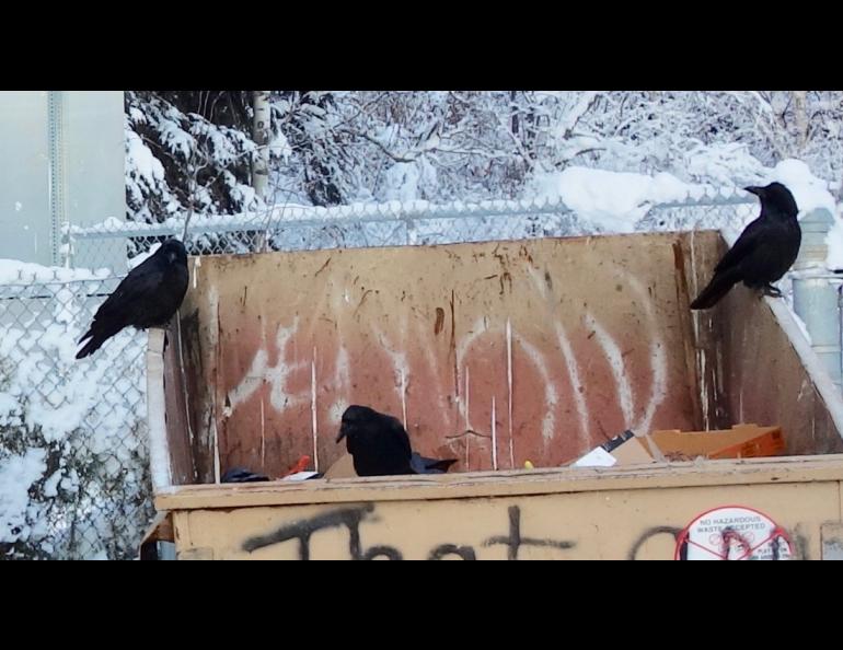 Ravens at a dumpster in Fairbanks at 10 below zero. Photo by Ned Rozell.