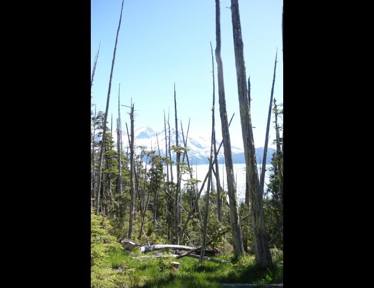 Alaska yellow cedar trees, such as these near La Perouse Glacier in Southeast Alaska, can stand for hundreds of years after they die. Photo by Ned Rozell.