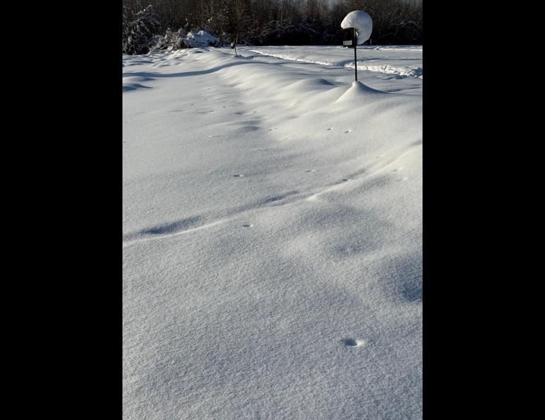 Mice-like voles have pushed up vent holes that connect to their subnivean worlds here at Creamer’s Field Migratory Waterfowl Refuge. Photo by Mike Taras.