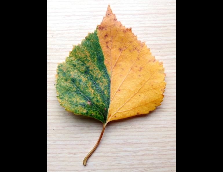 A birch leaf from the UAF campus shows a unique pattern of senescence, where the parent tree stopped flooding the leaves with chlorophyll. Photo by Ned Rozell.