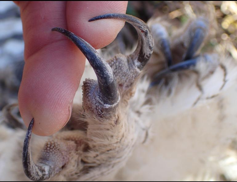 The talons of a great horned owl — this one killed by a car on the Steese Highway — have more crushing power than a human hand. Photo by Ned Rozell.