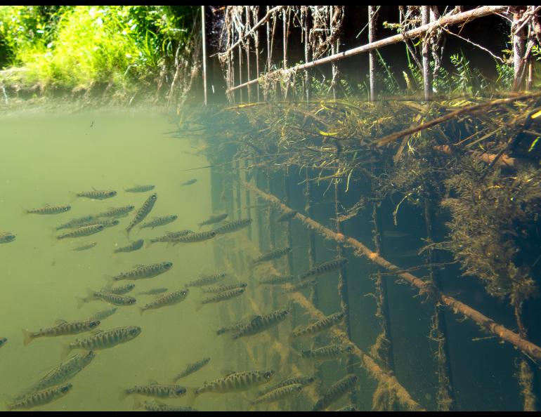 In July 2025, king salmon in their first year of life congregate in front of a culvert that leads to a warm-water slough and former river channel of the Chena River in Fairbanks. Photo courtesy Erik Schoen.
