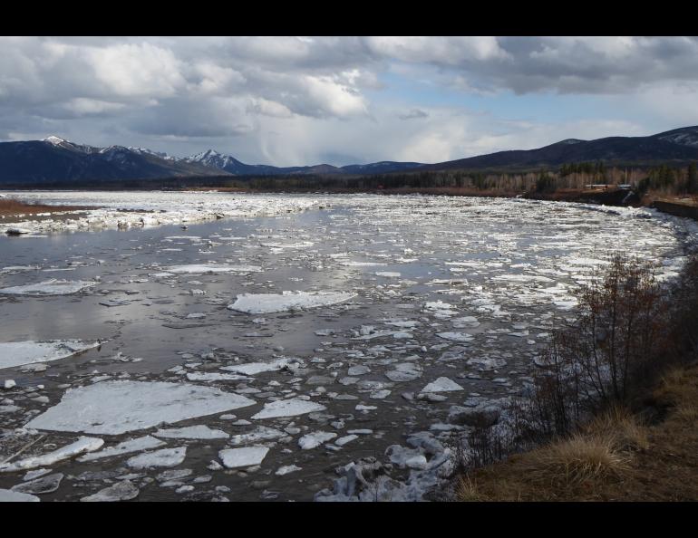 Yukon River ice flows down from the Canada portion of the river about 24 hours after the river broke up in front of Eagle, Alaska, the first U.S. town on the Yukon. Photo by Ned Rozell.