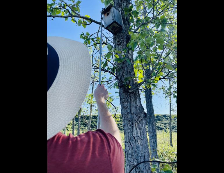 Tom Glass lifts an endoscope camera into a nest box screwed into a North Slope poplar tree. Photo by Sara Wilbur