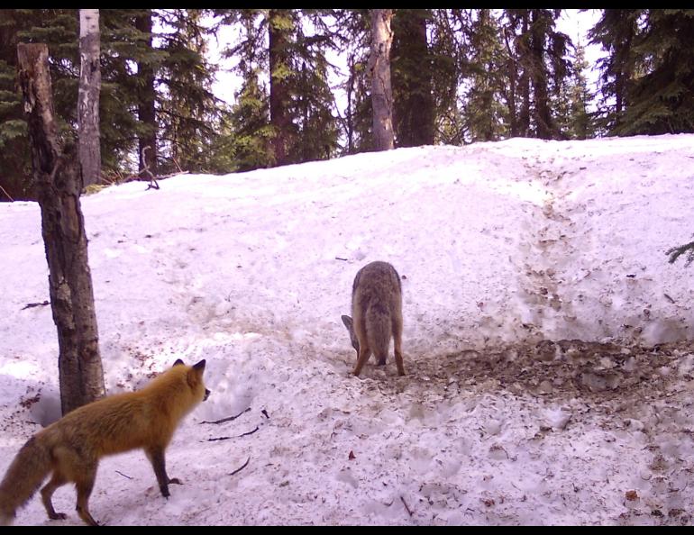A red fox encounters a coyote that is examining its den site in Interior Alaska. Photo by Ned.