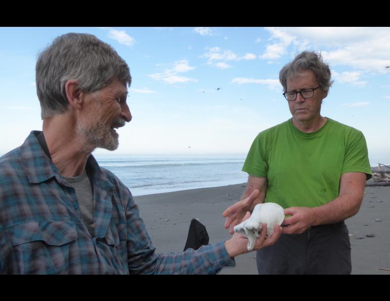 Lewis Sharman, a scientist who was hiking with Dan Mann, hands Mann a bone found on a Gulf of Alaska beach to see if he can guess the animal it came from. Photo by Ned Rozell.