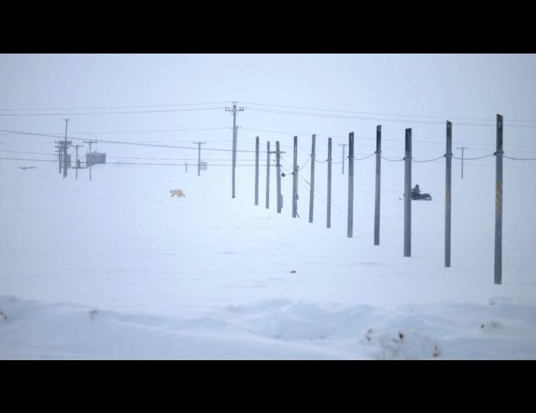 Polar bear and snowmachine