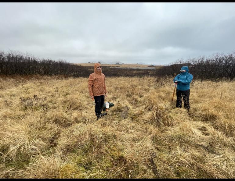 Ph.D. students Cade Quigley, left, and Sarah Noel remove sensors during a rainy day on Kodiak Island. Photo by Sara Wilbur