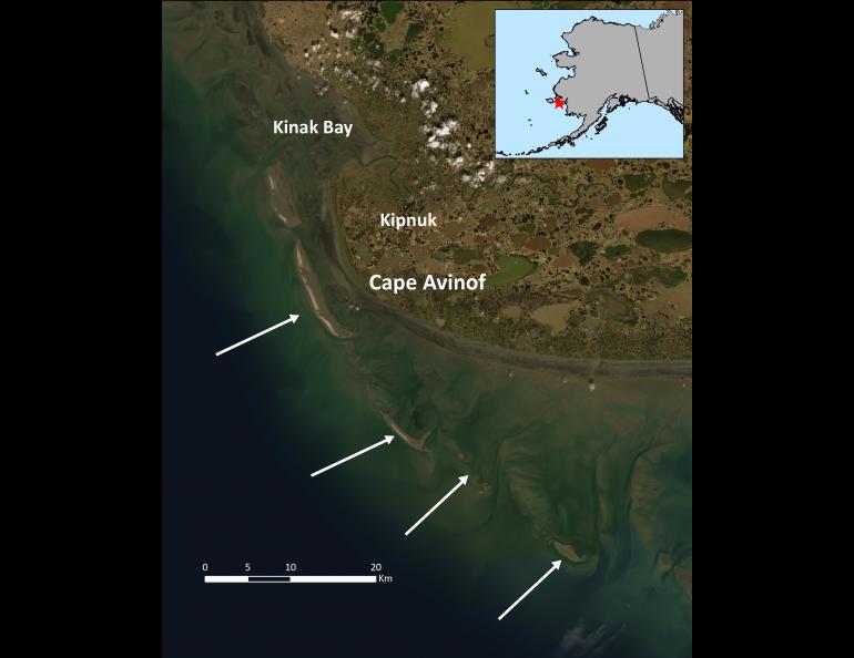 Sand islands off the Kuskokwim River where much of the world’s population of bar-tailed godwits fuels up in fall. Image courtesy Dan Ruthrauff, USGS Alaska Science Center.