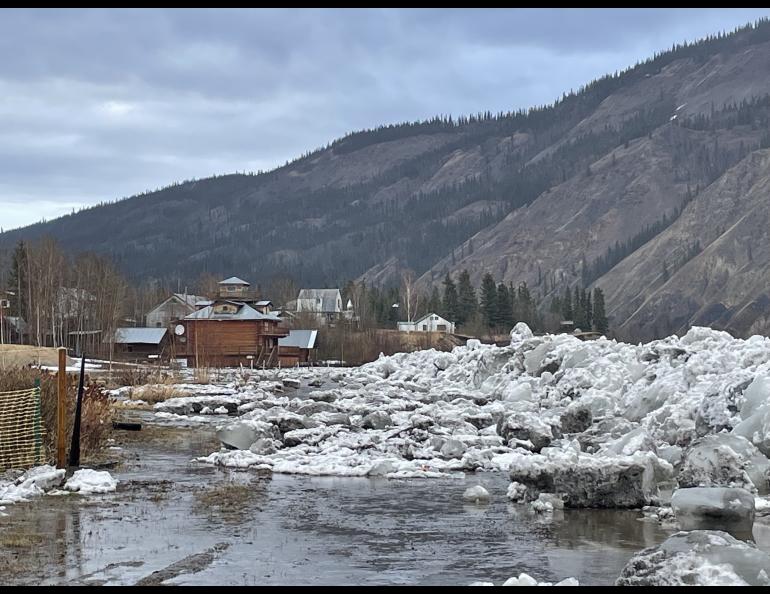 Yukon River ice sits in a ridge above the Eagle, Alaska, seawall after floodwaters lifted ice in the early morning hours of May 13, 2023. Photo by Ned Rozell.