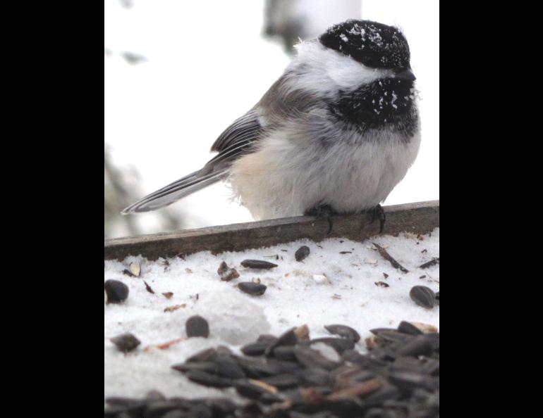 A black-capped chickadee ponders sunflower seeds on a feeder platform in Fairbanks during a recent minus 40 degrees F day. Photo by Ned Rozell.