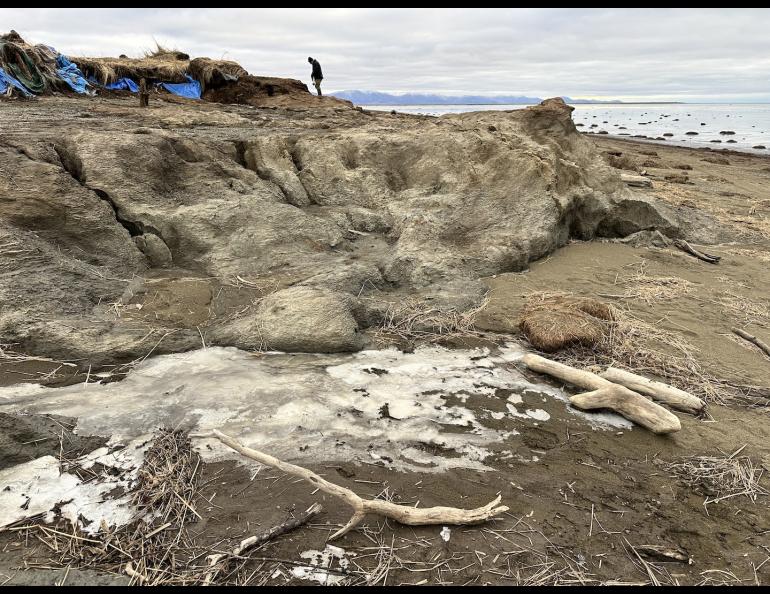 Blue tarps indicate the inland edge of the Nunalleq archaeology site, which the remnants of Typhoon Halong damaged. The site used to extend much farther towards the Bering Sea. Photo by Alice Bailey.