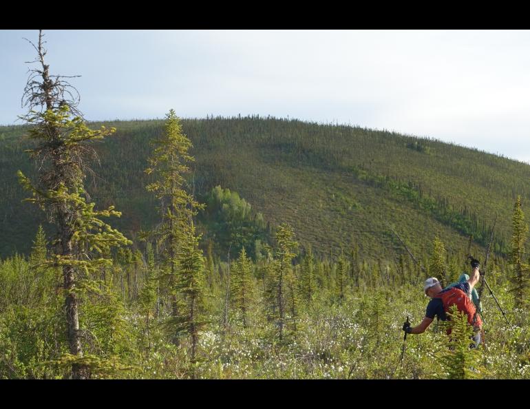 Bruno Grunau and Forest Wagner negotiate trail-less country during the AlaskAcross 2024 race from Eagle Summit to Chena Hot Springs Resort. Photo by Ned Rozell.