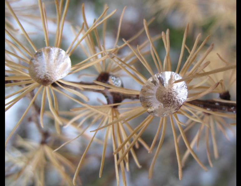 Water droplets form on the needle-like leaves of a tamarack tree on the UAF campus. Photo by Ned Rozell.